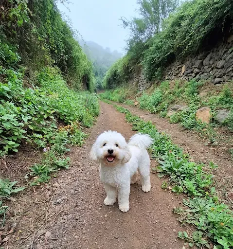 Tuililin, a white maltipoo, standing on a dirt track between banks of greenery, looking at the camera with his tongue out